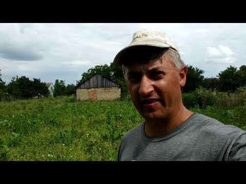 Видео: Действие Пергадо против фитофторы картофеля, результат