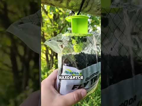Видео: эта штука тебе поможет избавиться от мух