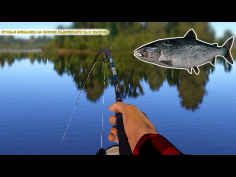 Видео: ЛУЧШАЯ ПРИМАНКА НА ЛОСОСЯ ЛАДОЖСКОГО НА РЕЧКЕ ВОЛХОВ! ИДИ СЮДА ЕСЛИ У ТЕБЯ ЕСТЬ ЭТО!