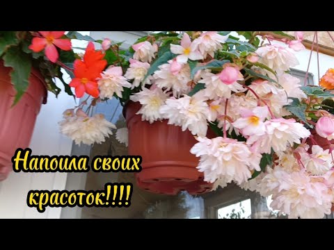 Видео: Полив бегоний!Как это делаю я.