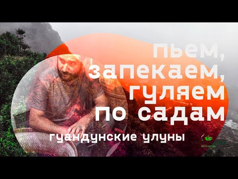 Видео: Гуандунские улуны. Пьем, запекаем чай, гуляем по садам