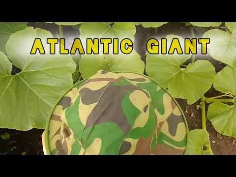 Видео: 🧑‍🌾 16. Учу сына Гигантоводству! Тыква Атлантический Гигант [Atlantic Giant] 2024 г.