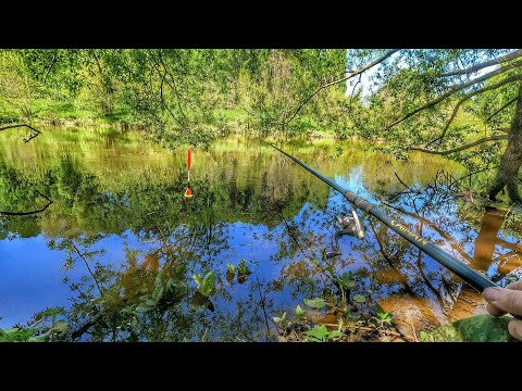 Видео: РЫБАЛКА У ДОМА НА ПОПЛАВОК ПОД СЕНЬЮ ДЕРЕВЬЕВ!ЖАДНЫЕ ПОКЛЕВКИ ПЛОТВЫ НА ОПАРЫША👍