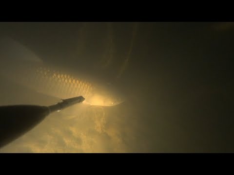 Видео: подводная охота 2024 белый амур, сазан, судак.