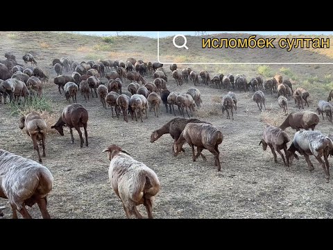 Видео: Молбозори Оптовый Душанбе  Нархи Совлук кушкор барра 02 08 2025 г.