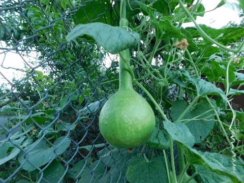 Видео: Лагенарии на дачном участке.