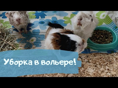 Видео: Уборка в вольере морских свинок. ЛАЙФХАК для экономных / SvinniStories