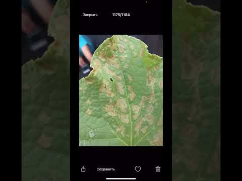 Видео: Антракноз огурца определяем и лечим