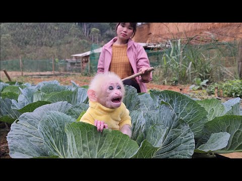 Видео: Бубу очень умный, и его мать научила его работать в саду.
