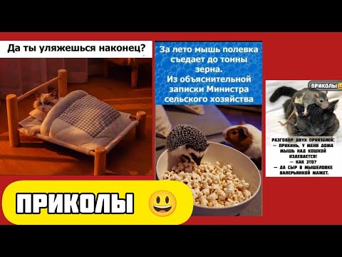Видео: мурчащее мохнатые артисты смешные приколы веселые картинки 😃 и котики 