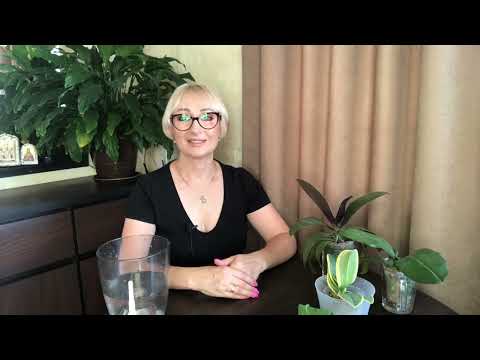 Видео: Орхидеи из Азии первые шаги когда получили орхидеи по почте