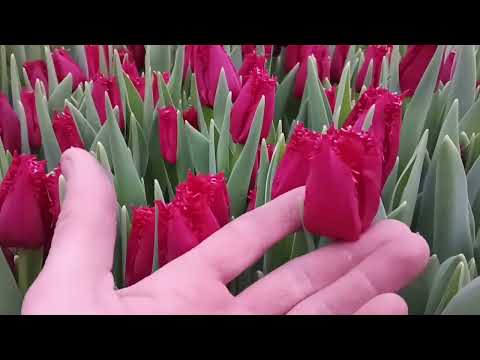 Видео: обзор тюльпана 14.02.2025