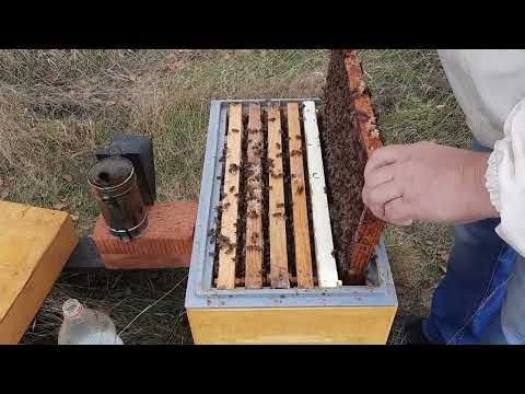 Видео: Сокращение пчел в зиму Мои пчелы к зиме готовы