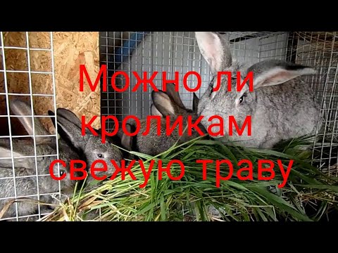 Видео: Можно ли кормить кроликов свежей травой