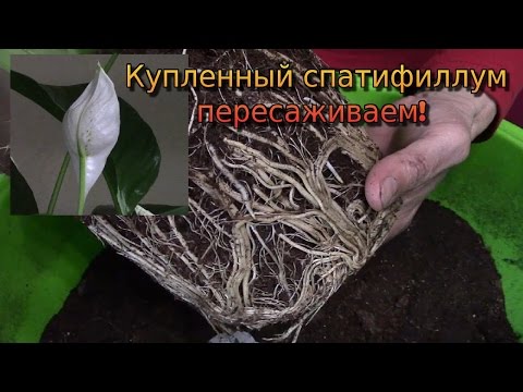 Видео: Спатифиллум.  Пересадка купленного растения.