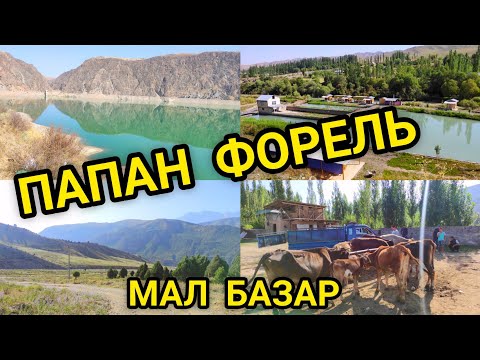 Видео: ПАПАНГА БАРДЫК / МАЛ БАЗАР / ФОРЕЛЬ ТАРТТЫК.