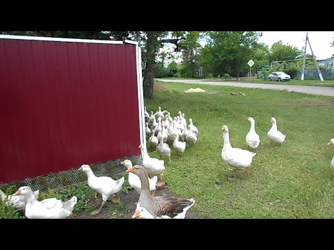 Видео: Гусята растут. Орел охотится на гусят. 2 утки в одном гнезде. Красота!