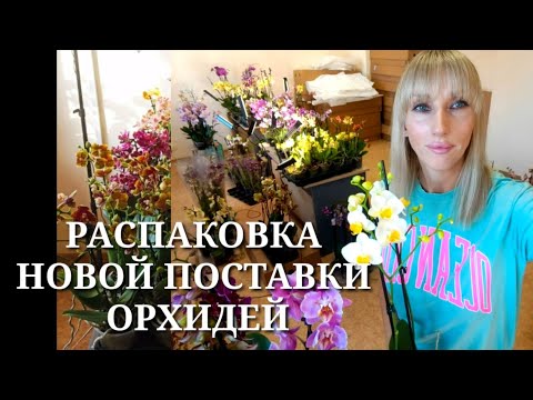 Видео: Распаковка новой поставки орхидей