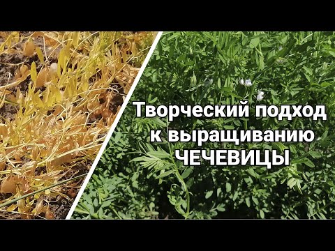 Видео: Чечевица. Урожай в условиях максимальной жары.