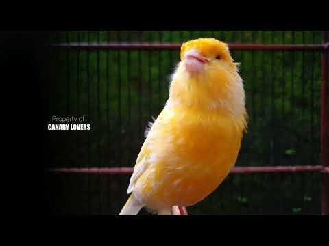 Видео: 17 | CUIT-CUIT❗ ПОЛНЫЙ ЭНЕРГИИ ❗❗Для дрессировки вашей молодой канарейки! #канарейка #мастеринг