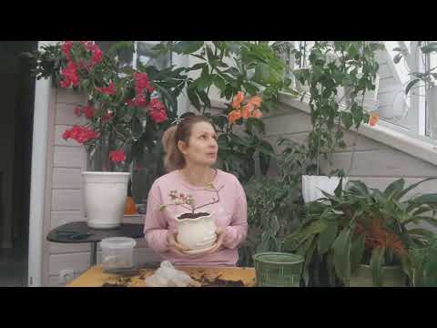 Видео: ПЕРЕСАДКА БУГЕНВИЛЛИИ/ ПОСАДКА БУГЕНВИЛЛИИ