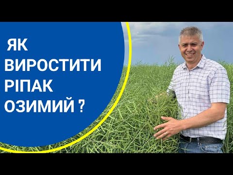 Видео: Рекомендації щодо посіву озимого ріпаку. Епізод №104