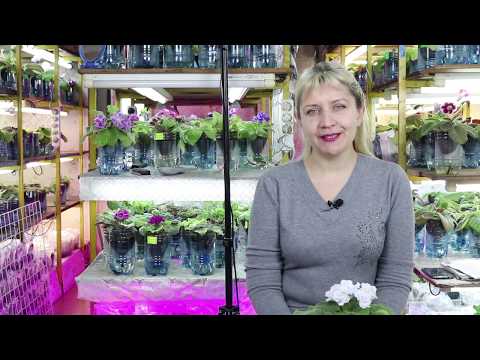 Видео: Домашний Цветочный Бизнес . Выращивание Фиалок, Фишки, Лайфхаки !
