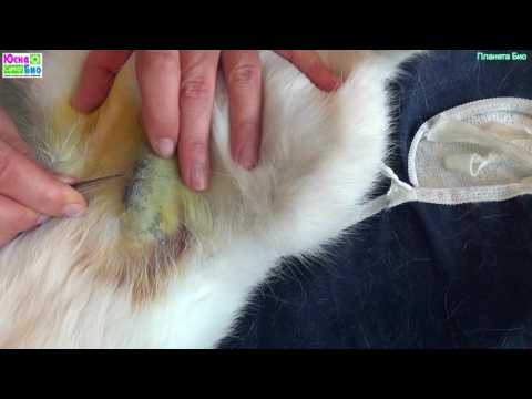 Видео: Снятие швов после стерилизации кошки в домашних условиях не сложно даже не имея опыта.