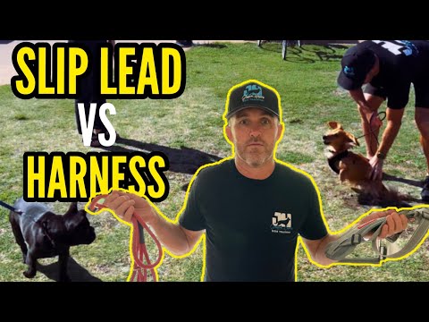 Видео: РЕАКТИВНОСТЬ собак исправляется за минуты! #собака #дрессировкасобаки