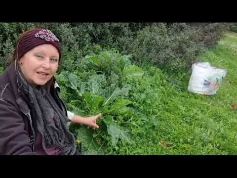 Видео: Настоящая Израильская мандрагора.plant Mandrake Israel#сад#мандрагора#море#горы#прогулка​​​​#Review