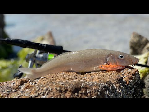 Видео: Поверхностный мерланг - Как поймать большого желтоперого мерланга и мерланга на поверхностные при...
