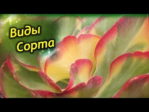 Видео: Виды и сорта каланхоэ! Фото и описание сортов!
