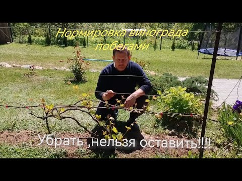 Видео: Нормировка винограда побегами !!!