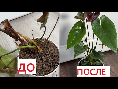 Видео: АНТУРИУМ СРОЧНОЕ СПАСЕНИЕ, даже гнилой антуриум вмиг оживет и сразу зацветет