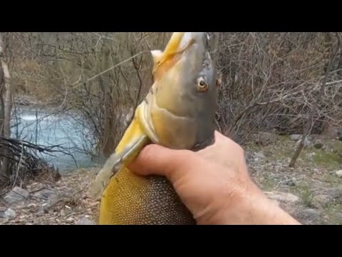 Видео: Baliq ovi 2025 Marinka. Рыбалка в Ташкенте. Горная рыбалка. Ловля Маринки.