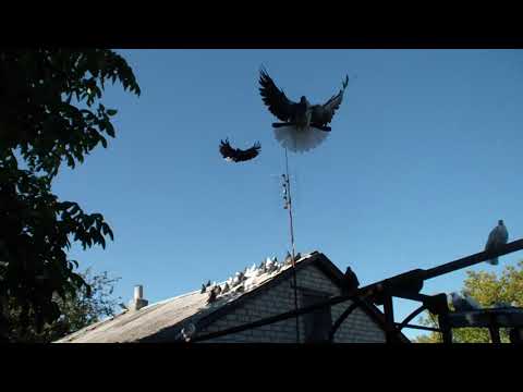 Видео: ГОЛУБИ     СЕРПАТЫЕ      У    ДЕДА     ВАСИЛИЯ    0990097941   ЗВОНИТЕ