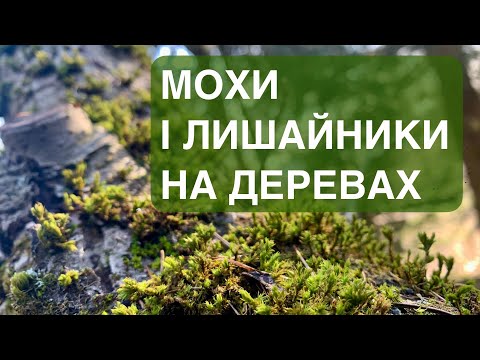 Видео: Мохи й лишайники на плодових деревах. Що з ними робити?