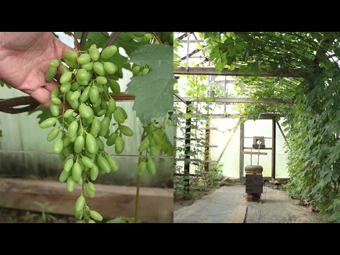 Видео: СОСТОЯНИЕ ВИНОГРАДА В ТЕПЛИЦЕ. ИЮНЬ 2025. БЕЛАРУСЬ