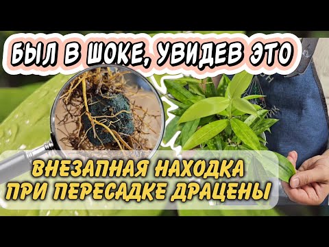 Видео: Драцена с "сюрпризом", от которого больше проблем. Сложная пересадка