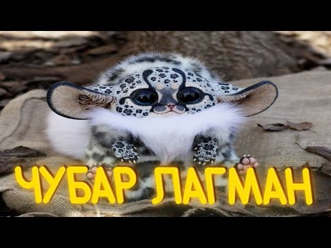 Видео: ПРИКОЛЫ ОТ ЧЕЛОЗАВРА 2025 / ЧУБАР ЛАГМАН / СМЕШНЫЕ ВИДЕО / МЕМЫ