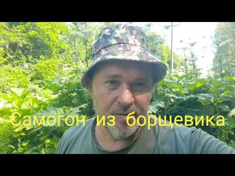 Видео: Самогон из борщевика. 2 сезон. 2 серия.