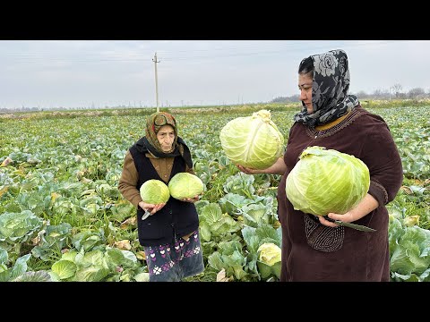 Видео: Приготовление Aзербайджанской долмы и приготовление индейки в тандыре - Урожай Капусты