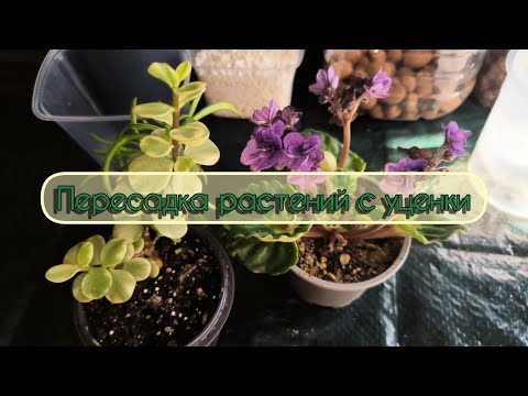 Видео: Пересадка растений с уценки