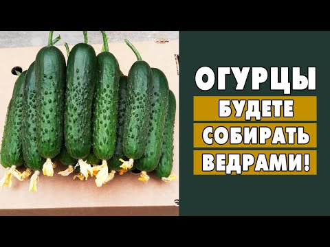 Видео: САМОЕ ВАЖНОЕ ПРИ ВЫРАЩИВАНИИ ОГУРЦОВ! МОЙ ОПЫТ!