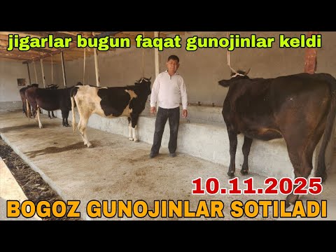 Видео:  BOGOZ GUNOJINLAR SOTILADI ☎️902206515 ☎️916080310 ноября 2025 г.богоз гуножинлар сотилади 