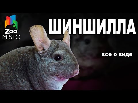 Видео: Шиншилла - Все о виде грызуна | Вид грызуна - Шиншилла