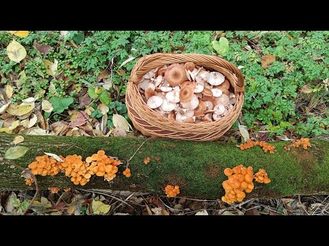 Видео: 🍂Бум осінніх опеньок. Фламмуліна та Глива👍🏼