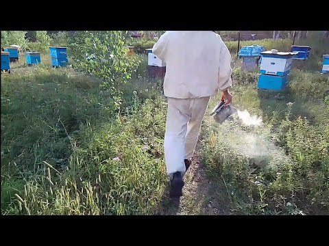 Видео: ПРОСМОТР СТРОГО ДЛЯ ЛЮБИТЕЛЕЙ СРЕДНЕРУССКОЙ ПЧЕЛЫ