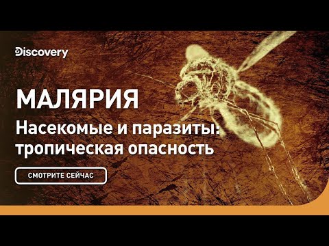 Видео: Малярия | Насекомые и паразиты: тропическая опасность | Discovery
