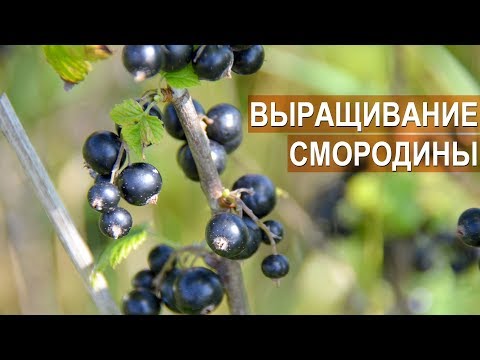 Видео: Смородина. Промышленное выращивание. ООО "Озерный край"